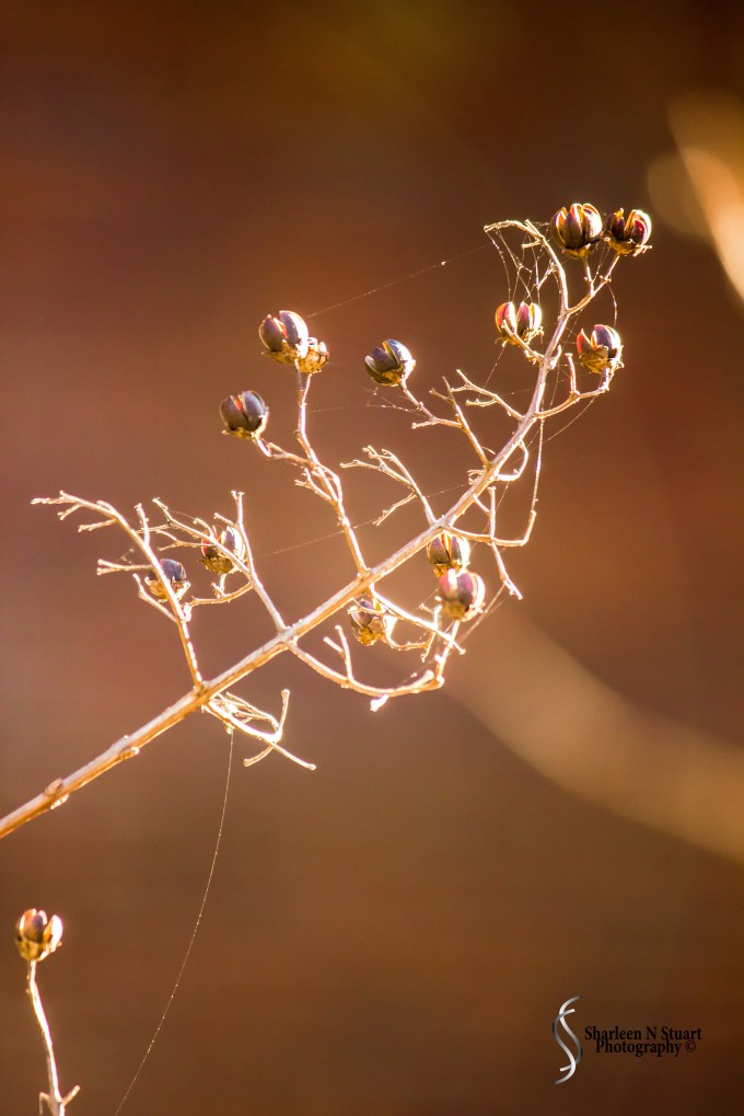 Gainesville: February 11, 2015 1644