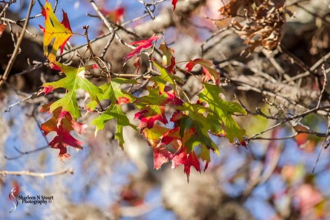 Gainesville: February 11, 2015 1648