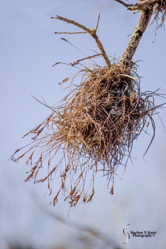 Gainesville: February 11, 2015 1649