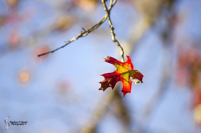 Gainesville: February 11, 2015 1653