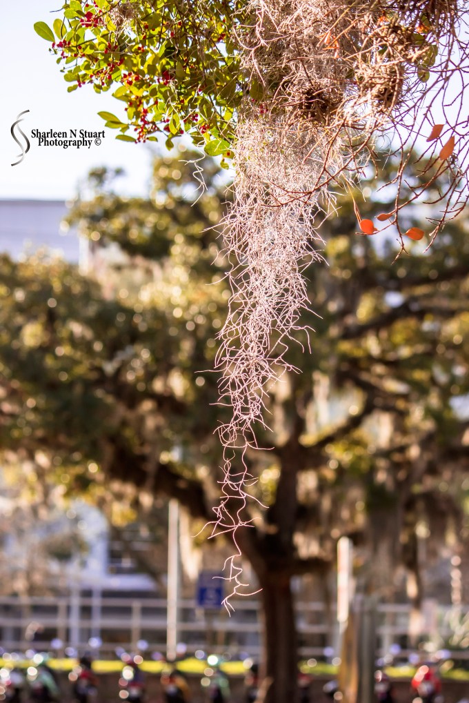 Gainesville: February 11, 2015 1655