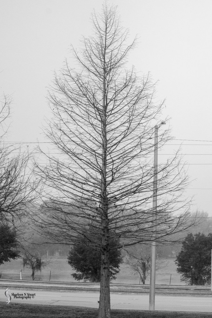 Gainesville: February 12, 2014 1672