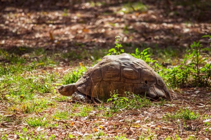 Sante Fe Rehabilitation and Teaching Zoo: February 12, 2015 1745