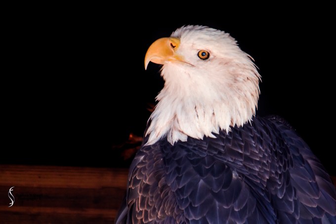 Sante Fe Rehabilitation and Teaching Zoo: February 12, 2015 1790