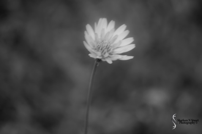 Late Afternoon: February 12, 2015 1842