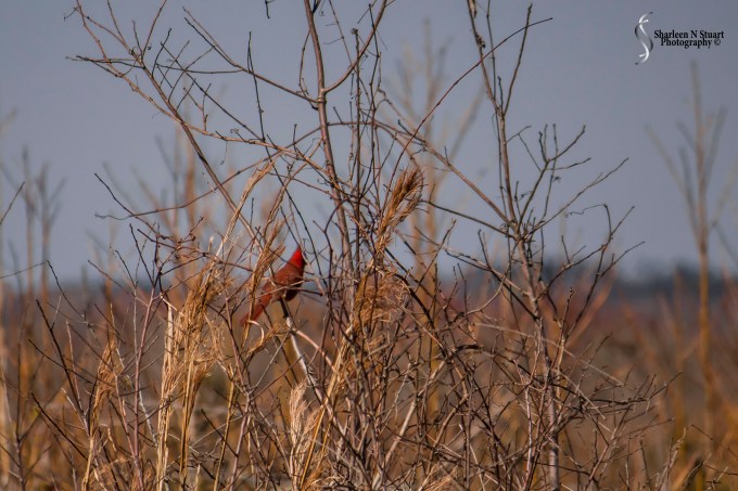 Paynes Prairie: February 13, 2014 1874
