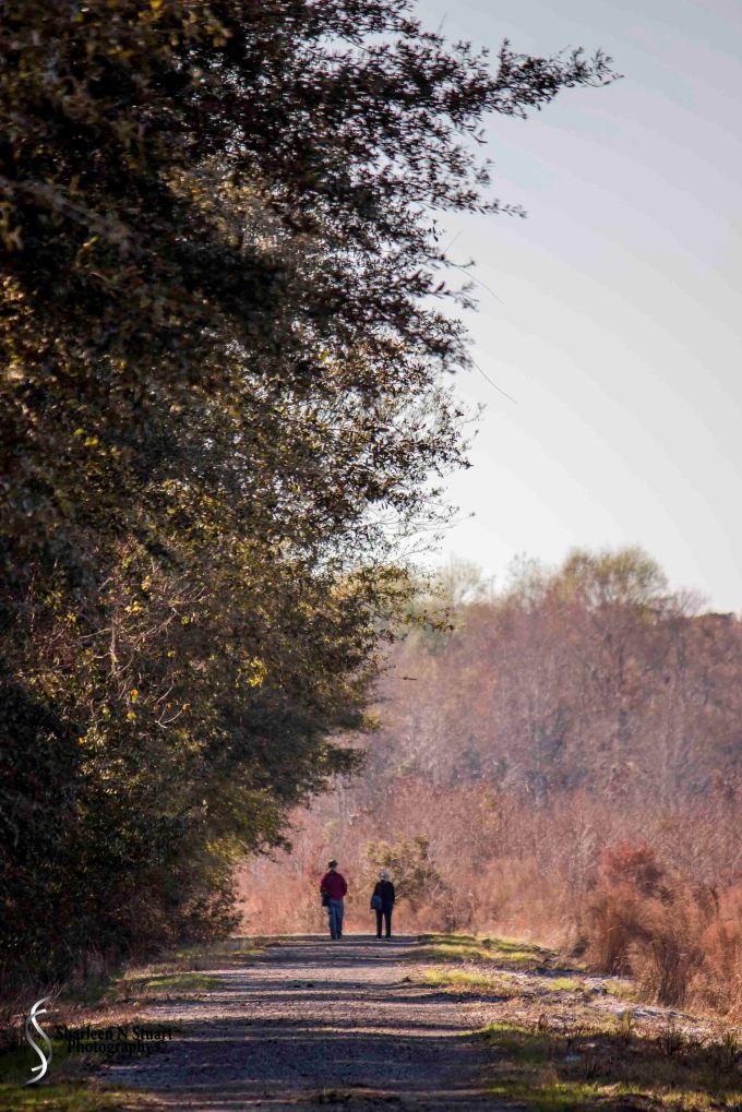 Paynes Prairie:  February 13, 2015 1919