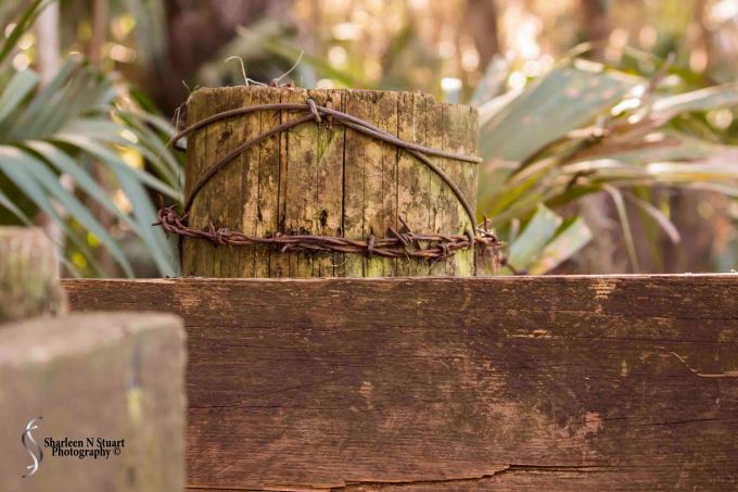 Paynes Prairie: February 13, 2015 1941