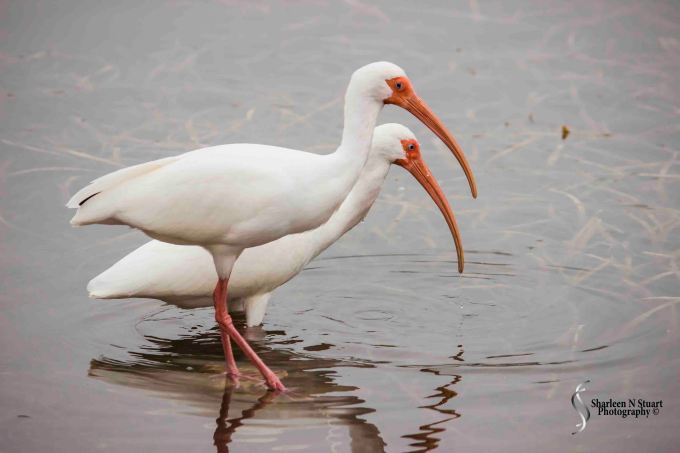 Outback on the canal: February 27, 2015 2911