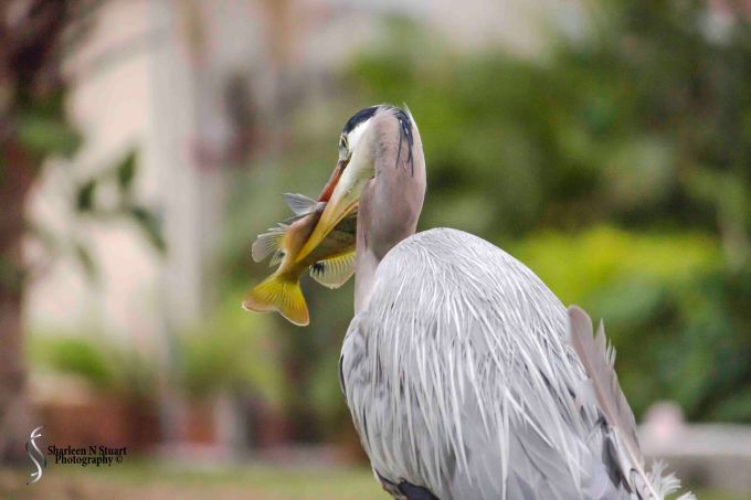 Outback on the canal: February 27, 2015 2916