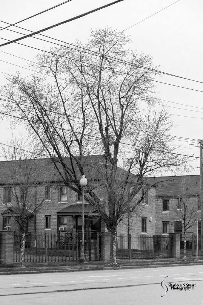 Nashville/Savannah/Gainesville Trip: March 13, 2015 4086