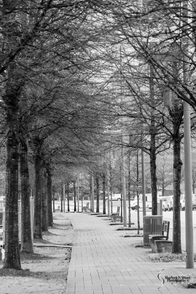 Nashville/Savannah/Gainesville Trip: March 13, 2015 4124