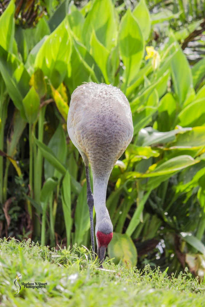 Peaceful Waters Wetlands: March 24, 2015 8444