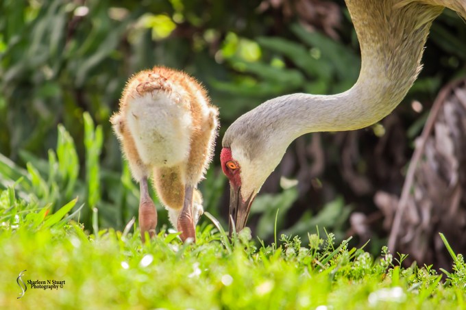Peaceful Waters Wetlands: March 24, 2015 8448
