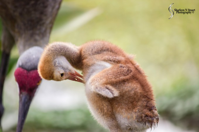 Peaceful Waters Wetlands: March 24, 2015 8461
