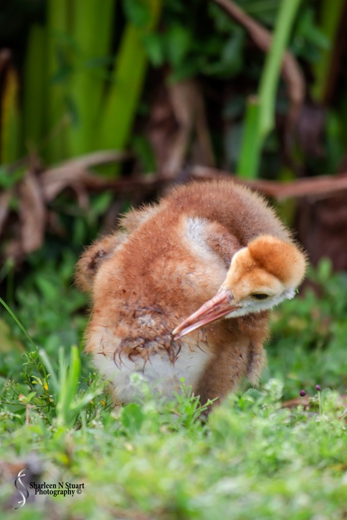 Peaceful Waters Wetlands: March 24, 2015 8477