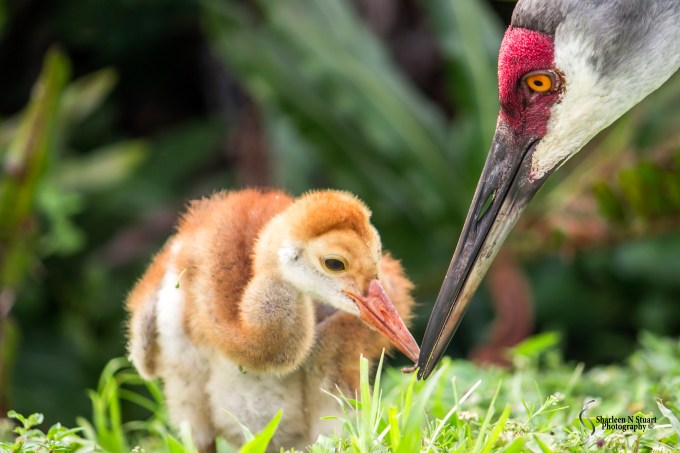 Peaceful Waters Wetlands: March 24, 2015 8569