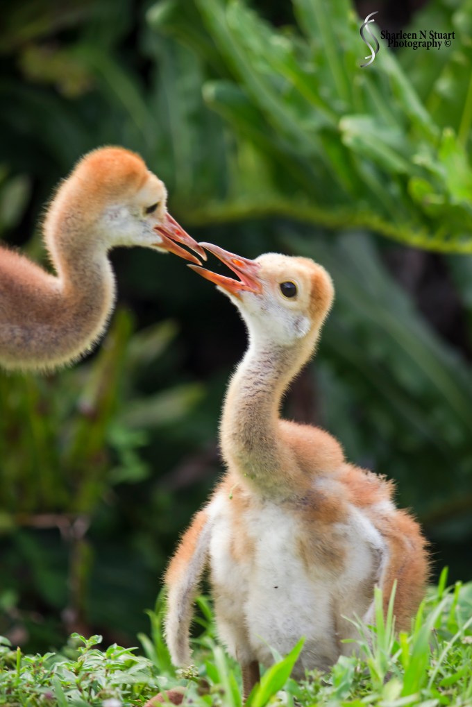 Peaceful Waters Wetlands: March 24, 2015 8572