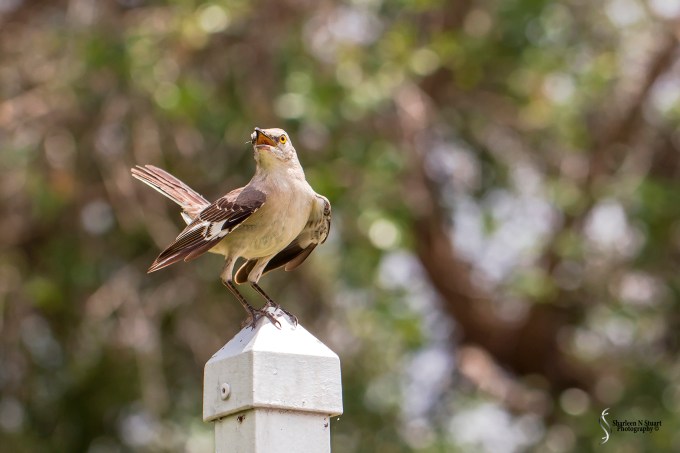 Daggerwing Nature Center. April 17, 2015 0345