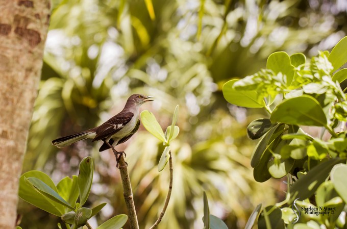 Daggerwing Nature Center: April 17, 2015 0349