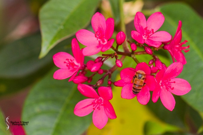 Daggerwing Nature Center. April 17, 2015 0373