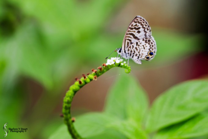 Daggerwing Nature Center: April 17, 2015 0409