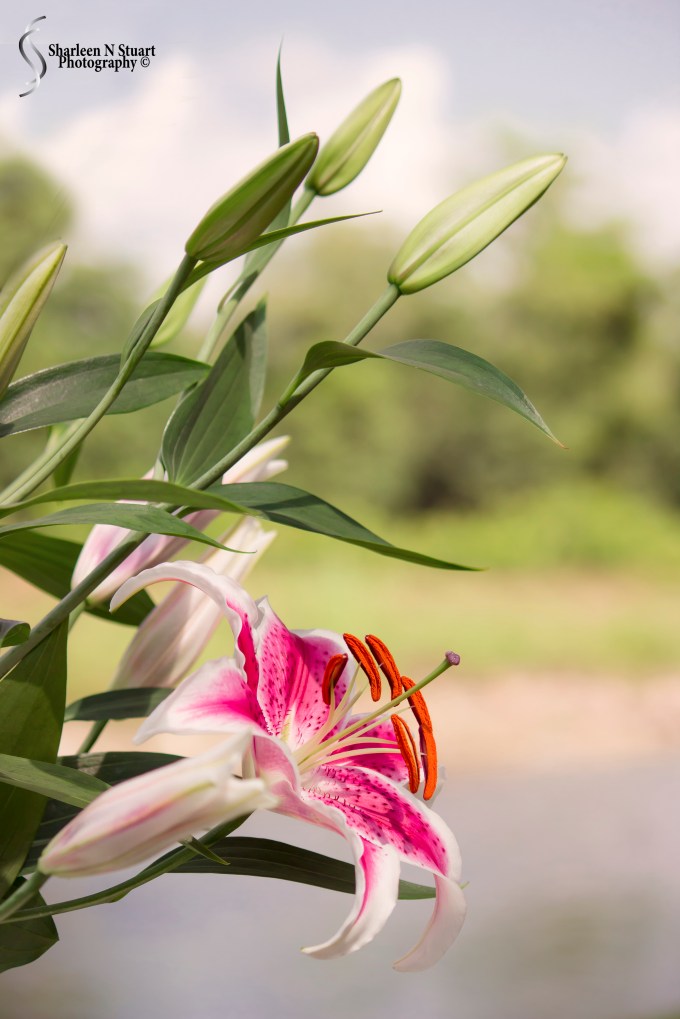 Sharetographers: Floral: April 18, 2015 0562