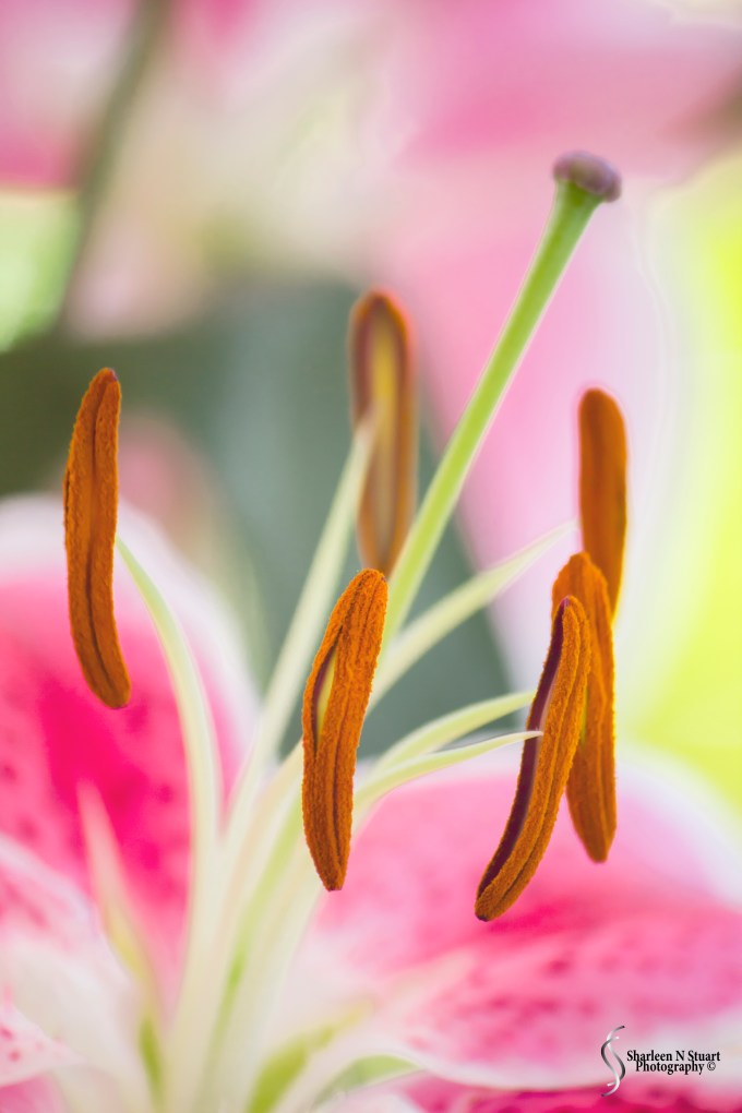 Sharetographers: Floral: April 19, 2015 0692