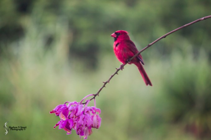 The Cardinal is still hanging around.  It keeps flying off and landing on the wild orchid.  I am convinced that spike is going to break soon.