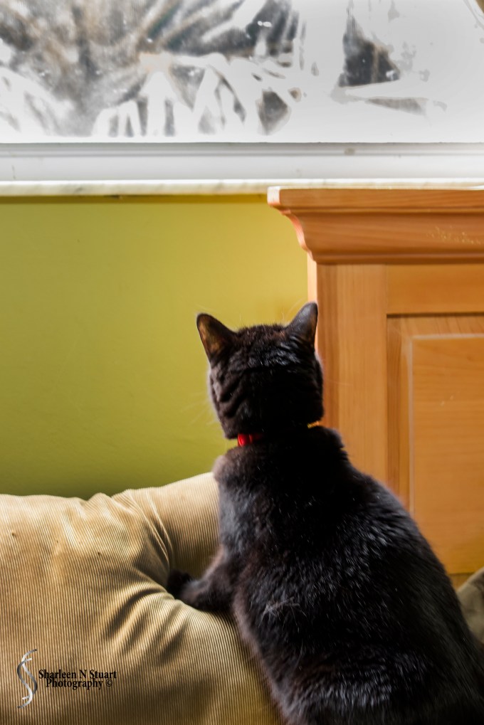 Where is that Cardinal?