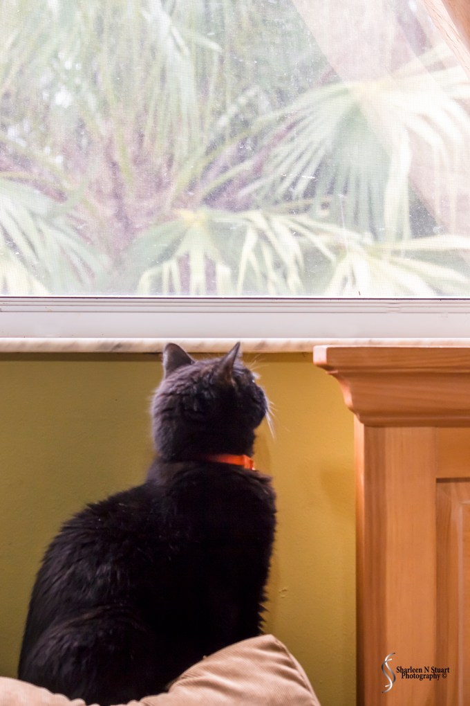 She's waiting for it to come back again