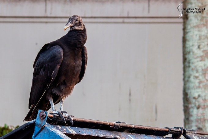 Nature:  March 2, 2015 3536