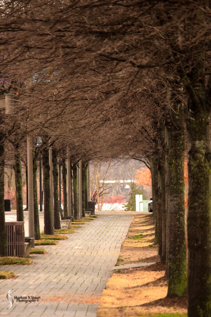 Nashville/Savannah/Gainesville Trip: March 13, 2015 4118