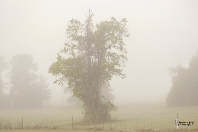 Gainesville, Florida: March 19 2015 7923