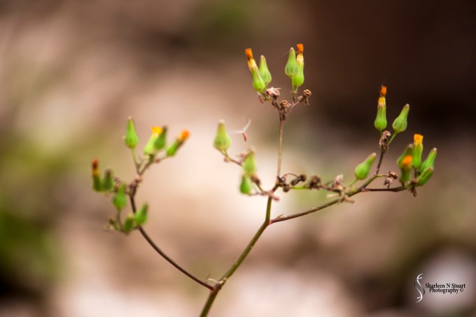 Outback on the Canal:  March 23, 2015 8374