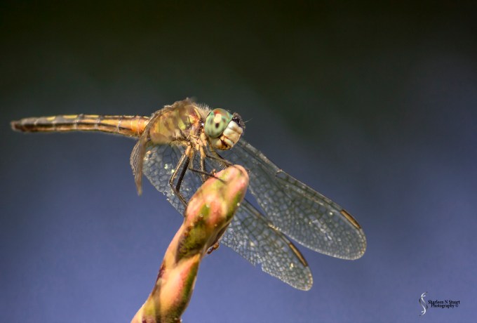 Outback on the Canal: March 31, 3015 9156