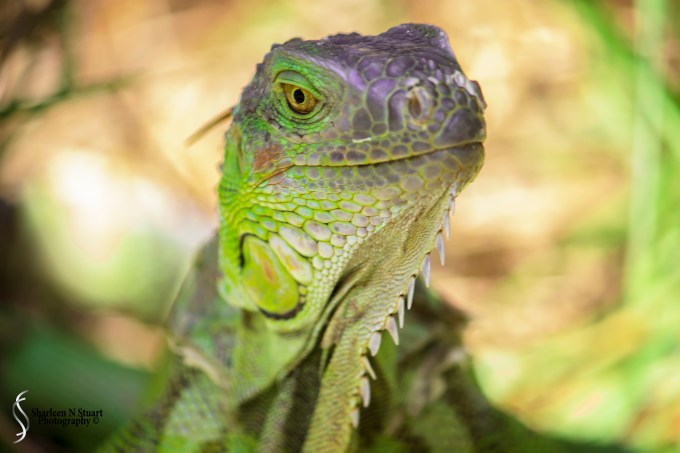 The Green Iguana is a common site down in the Florida Keys and where we were staying they wandered through the campsite. This guy got really up close and personal. The Green Iguana is a vegetarian, and fairly harmless, although they do look a little intimidating when you see the really big ones.
