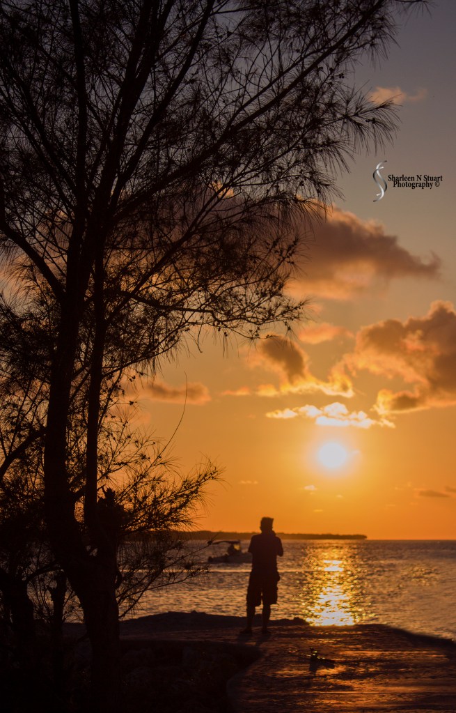 The setting sun with the trees bordering the edge