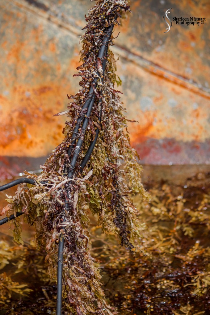 Seaweed lines the boat, and I ask the question - did this happen before or after the refugees were picked up by the coast guard.  Or was the boat battered by waves that rendered it water and seaweed filled.