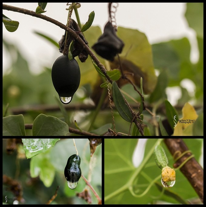 On the tip of a berry.