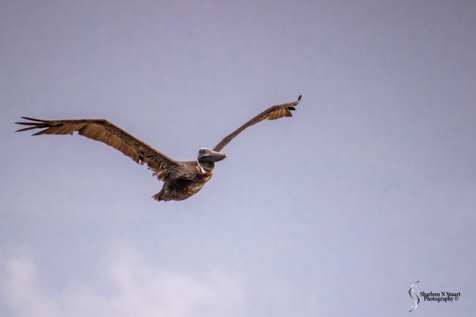 Incoming Pelican