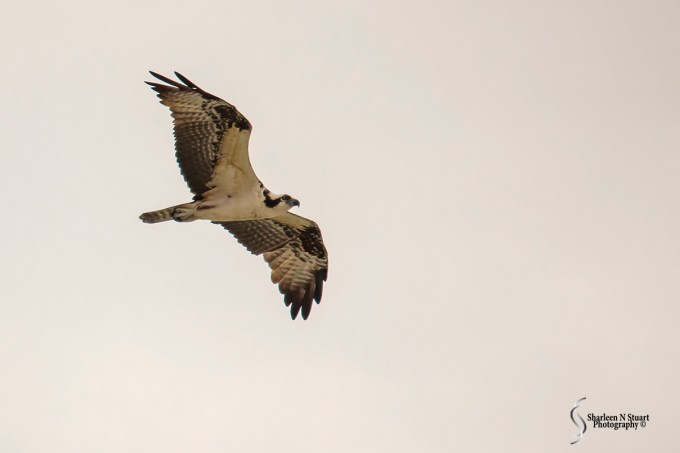 A Hawk cruising and looking for food.