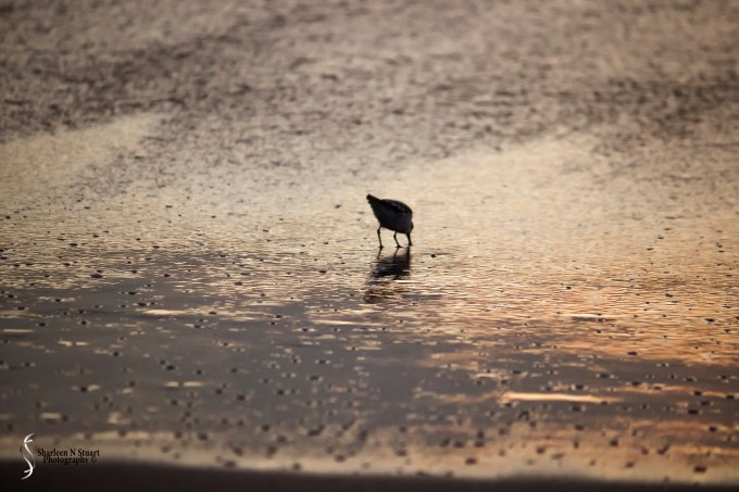 A Sandpiper searching for early morning snacks