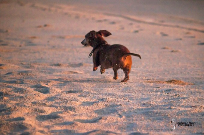 Company arrived just as I was packing up to leave the sunrise session. I love these little guyss