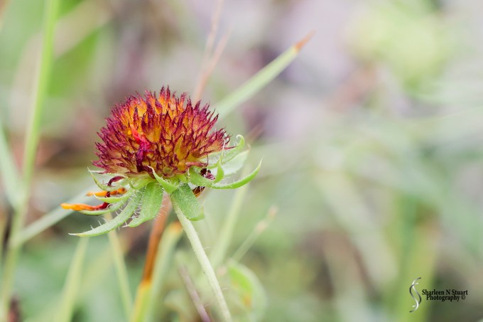 The remainder of a flower after the leaves had all fallen off