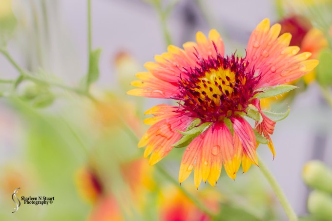 A beautiful flower in amongst the long grasses.