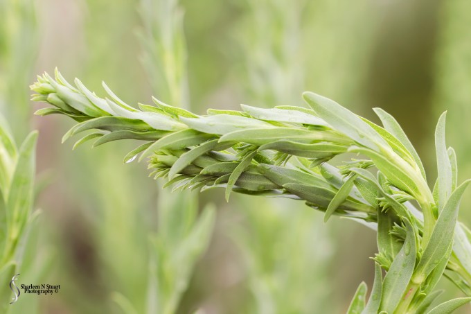 Simplicity in this image but I loved the movement of the plant towards the light.