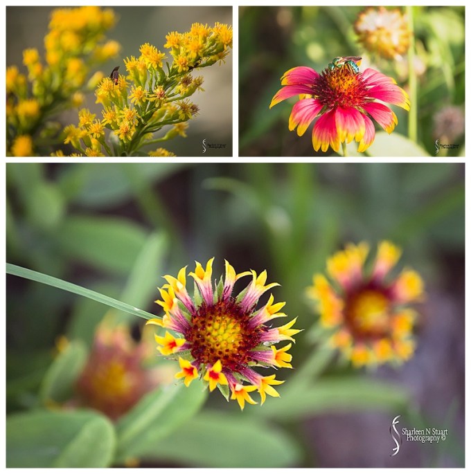 Back at the campsite, and the new arrival makes it's presence felt - love bugs!!. Love bugs are the most annoying flying incests beside horse flies. They fly attached to each otherin mating season. There are hundreds of them and they will crawl all over you. Last year one even crawled inside my camera as I was switching lens. Suddenly I could see a bug walking across my view. Not sure if it ever got out or died inside my camera. He's not crawling anymore.