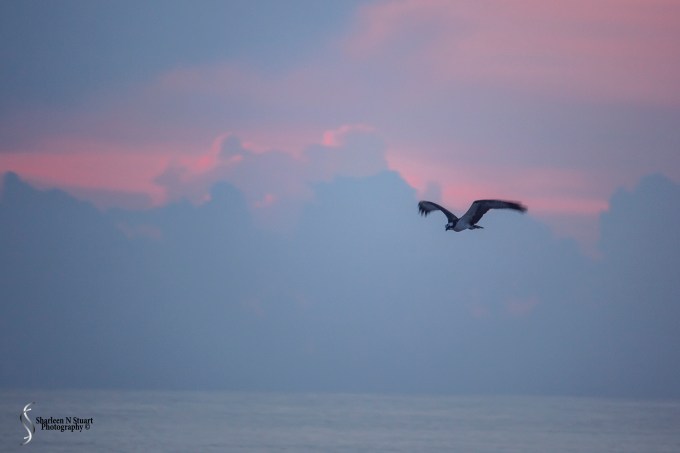 Every morning a pair of hawks would be out flying searching for food.