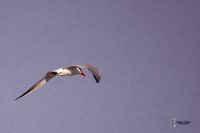 A tern flying over the ocean